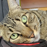 Logo Mundo Michi Miau: Los accesorios más ingeniosos para consentir a tu gato