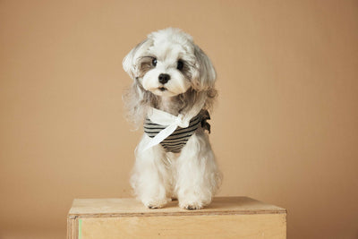 Vestido Rayado Primavera y Verano para Perros - Image 25