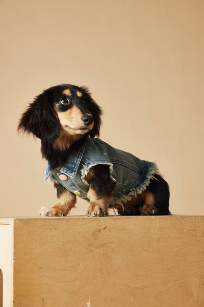 Chaleco Denim sin Mangas con Bordado Schnauzer Maltés Teddy - Image 13
