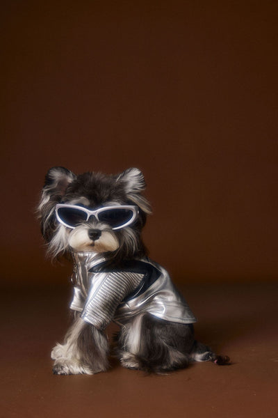 Chaqueta de Cuero Plateado Desgastado Teddy Schnauzer Bichon - Image 22