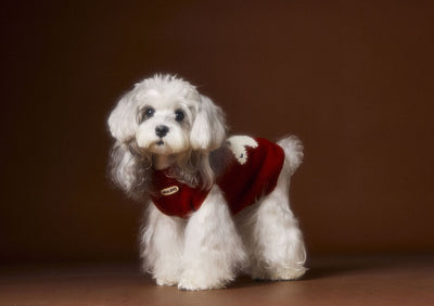 Chaleco Térmico sin Mangas para Perros Schnauzer, Bichón y Razas Pequeñas - Image 14