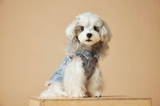 Chaleco Denim sin Mangas para Perros - Diseño Desgastado Love - Image 13
