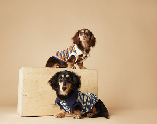 Polo Rayado para Perros Tony Bear - Ropa Cómoda y Elegante - Image 38