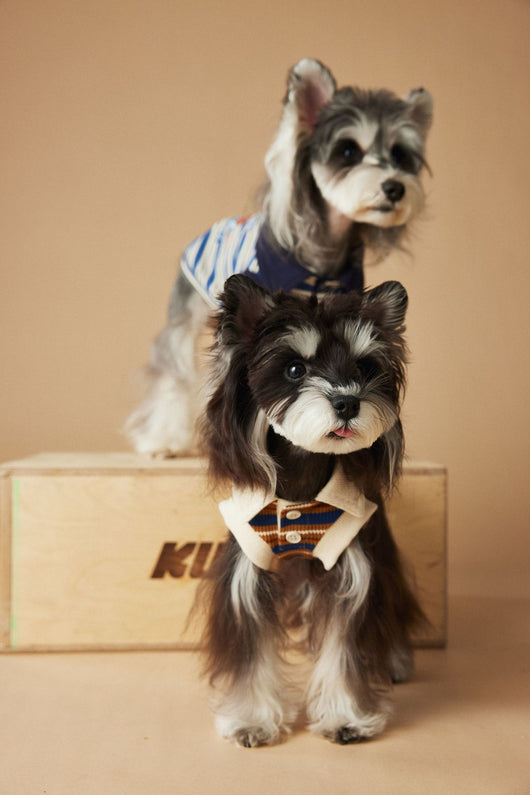 Polo Rayado para Perros Tony Bear - Ropa Cómoda y Elegante - Image 28