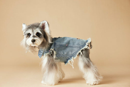 Chaleco Denim sin Mangas con Bordado Schnauzer Maltés Teddy - Image 45