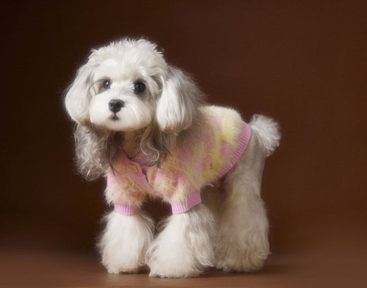 Suéter Cardigan Adorable para Perros Schnauzer y Bichón - Image 21