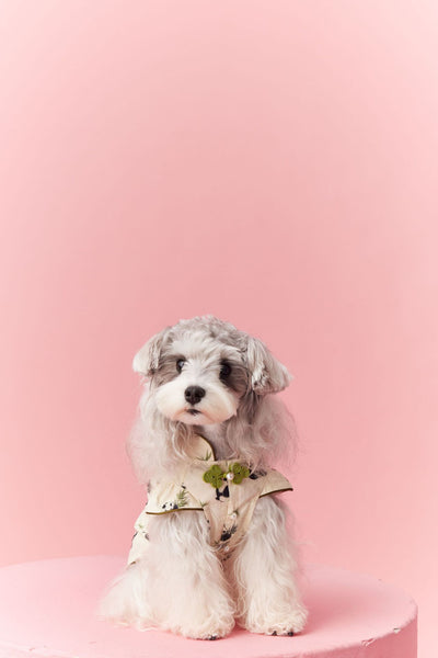 Chaleco sin Mangas Estilo Chino para Mascotas - Diseño Panda Teddy Schnauzer Bichón - Image 34