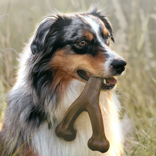 Mordedor Dental Duradero para Perros - Image 9
