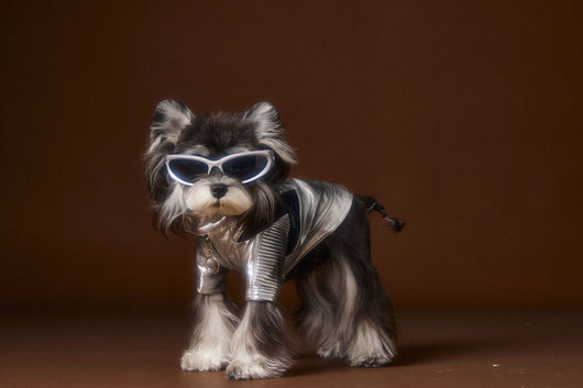 Chaqueta de Cuero Plateado Desgastado Teddy Schnauzer Bichon - Image 20
