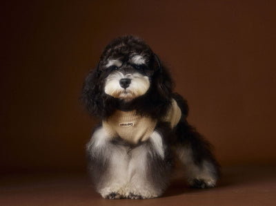 Chaleco Térmico sin Mangas para Perros Schnauzer, Bichón y Razas Pequeñas - Image 22