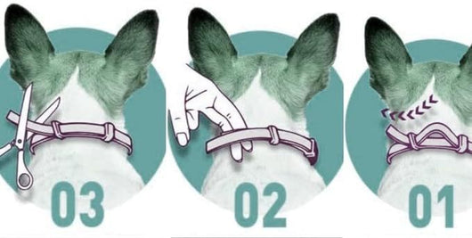 AICONSTO small dog insect repellent collar, gray, offering 8-month protection against fleas, ticks, lice, and flea larvae. - Image 24