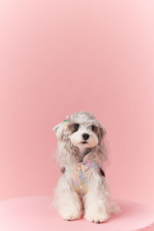 Chaleco Cheongsam Estilo Neo-Chino para Mascotas Pequeños - Schnauzer y Bichón - Image 46