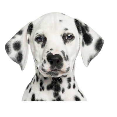 Sudadera Estampado Animal Deportiva para Hombre Invierno - Image 20