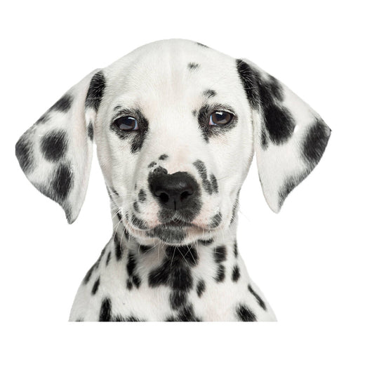 Sudadera Estampado Animal Deportiva para Hombre Invierno - Image 20