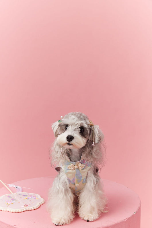 Chaleco Cheongsam Estilo Neo-Chino para Mascotas Pequeños - Schnauzer y Bichón - Image 36