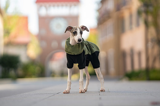 Abrigo Térmico para Mascotas con Cuello Desmontable Resistente al Viento - Image 14