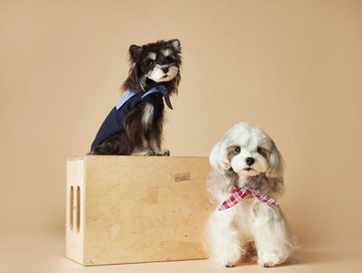 Chaleco Marinero sin Mangas para Mascotas - Schnauzer, Bichón, Yorkshire y Salchicha - Image 22