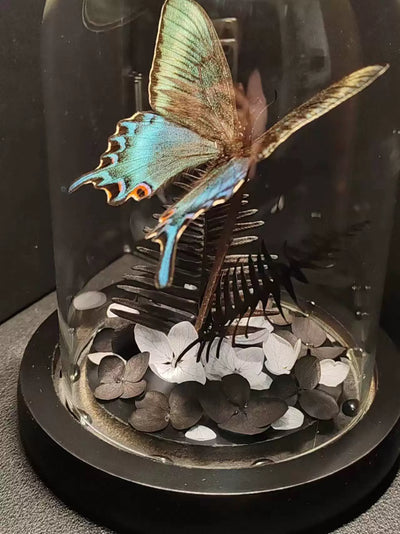 Cinturón Verde con Especímenes de Mariposas Reales en Vitrina de Cristal - Image 17