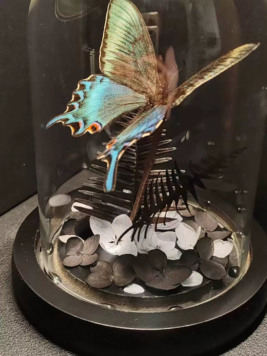 Cinturón Verde con Especímenes de Mariposas Reales en Vitrina de Cristal - Image 17