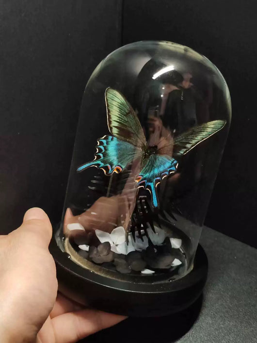 Cinturón Verde con Especímenes de Mariposas Reales en Vitrina de Cristal - Image 29