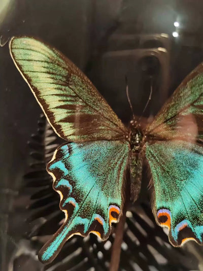 Cinturón Verde con Especímenes de Mariposas Reales en Vitrina de Cristal - Image 21
