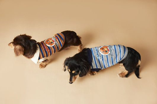 Polo Rayado para Perros Tony Bear - Ropa Cómoda y Elegante - Image 26