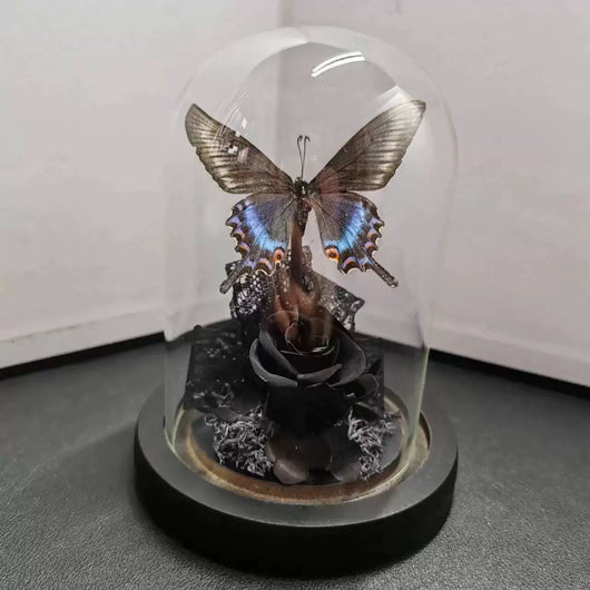 Cinturón Verde con Especímenes de Mariposas Reales en Vitrina de Cristal - Image 19