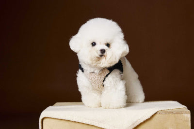 Chaleco de Terciopelo Acolchado Schnauzer Bichon sin Mangas - Image 58