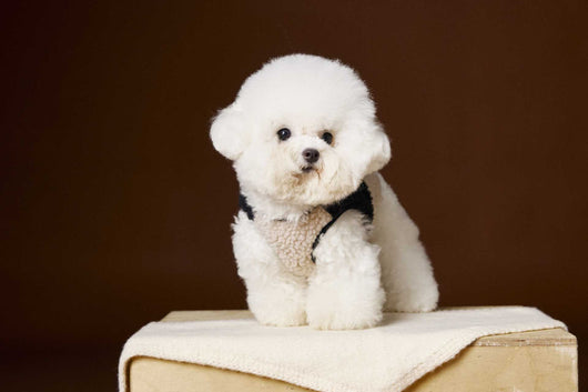 Chaleco de Terciopelo Acolchado Schnauzer Bichon sin Mangas - Image 58