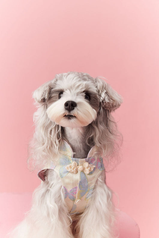 Chaleco Cheongsam Estilo Neo-Chino para Mascotas Pequeños - Schnauzer y Bichón - Image 8