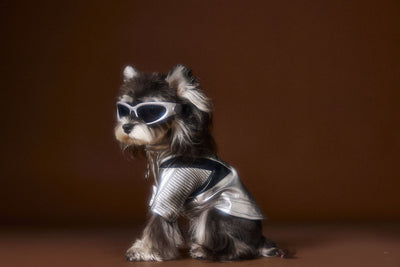 Chaqueta de Cuero Plateado Desgastado Teddy Schnauzer Bichon - Image 32