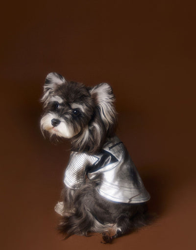 Chaqueta de Cuero Plateado Desgastado Teddy Schnauzer Bichon - Image 28