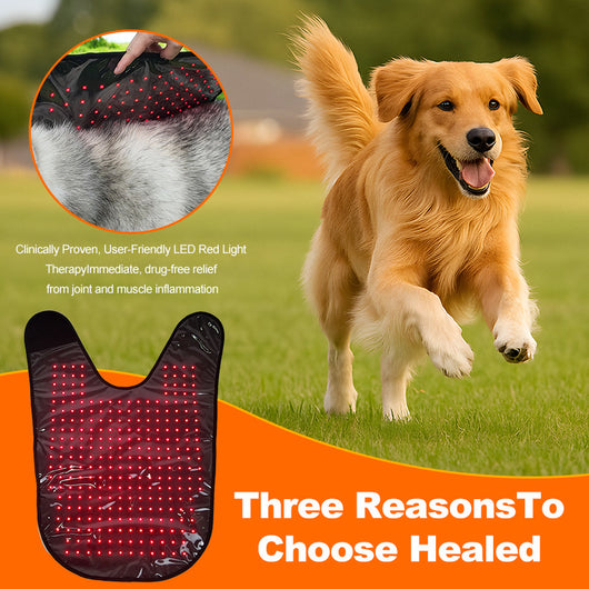 Dispositivo de Fototerapia Infrarroja para Mascotas - Tamaño L con Temporizador Inalámbrico - Image 21