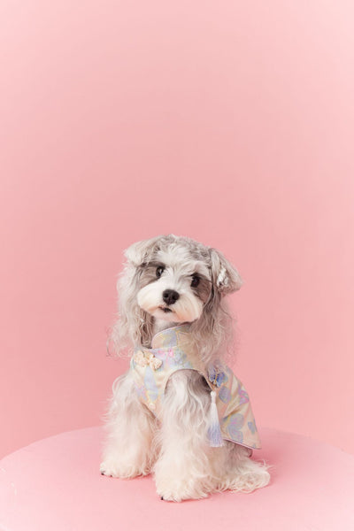 Chaleco Cheongsam Estilo Neo-Chino para Mascotas Pequeños - Schnauzer y Bichón - Image 44