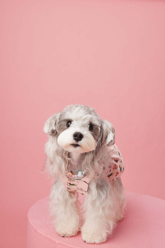 Falda Denim con Tirantes para Perros Pequeños Schnauzer y Maltés - Image 33