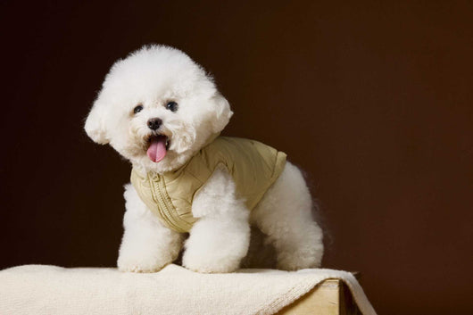 Chaleco Acolchado sin Mangas con Capucha - Diseño Adorable de Schnauzer y Bichón - Image 14