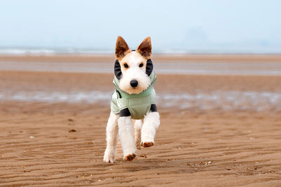 Abrigo Impermeable para Perros - Protección Contra Viento y Frío - Image 27