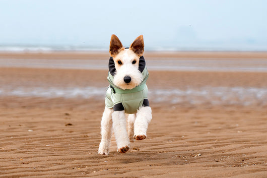 Abrigo Impermeable para Perros - Protección Contra Viento y Frío - Image 27