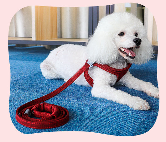 Arnés de Paseo para Perros con Correa Integrada - Image 25