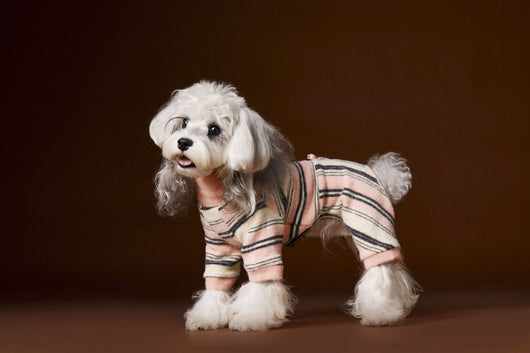 Suéter Térmico de Rayas para Perros Pequeños - Schnauzer, Bichón y Maltés - Image 38