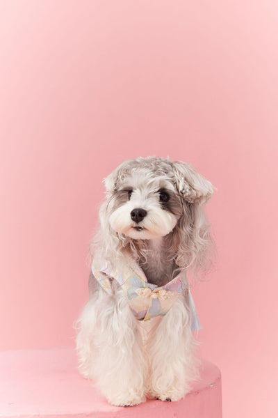 Chaleco Cheongsam Estilo Neo-Chino para Mascotas Pequeños - Schnauzer y Bichón - Image 30