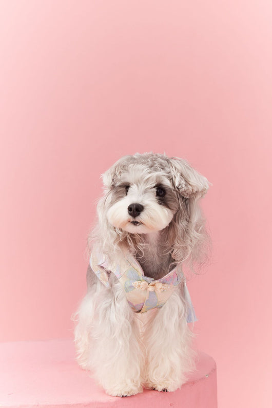 Chaleco Cheongsam Estilo Neo-Chino para Mascotas Pequeños - Schnauzer y Bichón - Image 30