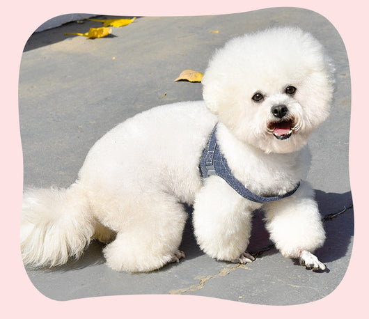 Arnés de Paseo para Perros con Correa Integrada - Image 19