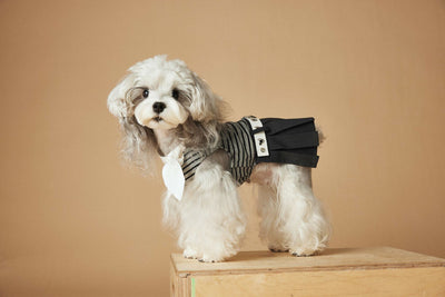 Vestido Rayado Primavera y Verano para Perros - Image 39