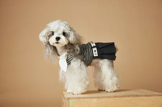 Vestido Rayado Primavera y Verano para Perros - Image 39