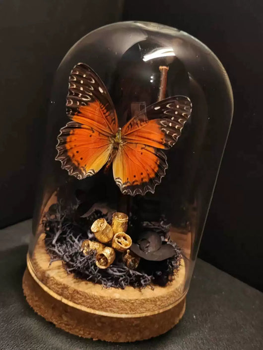 Cinturón Verde con Especímenes de Mariposas Reales en Vitrina de Cristal - Image 23