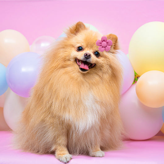 Diadema Floral para Mascotas - Accesorios Elegantes para Perros y Gatos - Image 10