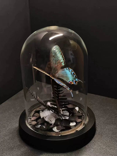 Cinturón Verde con Especímenes de Mariposas Reales en Vitrina de Cristal - Image 25