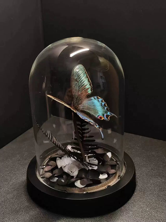 Cinturón Verde con Especímenes de Mariposas Reales en Vitrina de Cristal - Image 25
