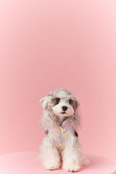 Chaleco Cheongsam Estilo Neo-Chino para Mascotas Pequeños - Schnauzer y Bichón - Image 12
